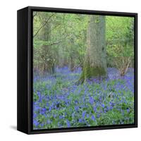 Bluebells in a Wood in England, United Kingdom, Europe-John Miller-Framed Stretched Canvas