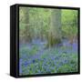 Bluebells in a Wood in England, United Kingdom, Europe-John Miller-Framed Stretched Canvas