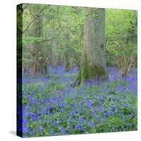 Bluebells in a Wood in England, United Kingdom, Europe-John Miller-Stretched Canvas