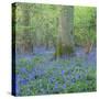 Bluebells in a Wood in England, United Kingdom, Europe-John Miller-Stretched Canvas