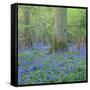 Bluebells in a Wood in England, United Kingdom, Europe-John Miller-Framed Stretched Canvas