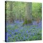 Bluebells in a Wood in England, United Kingdom, Europe-John Miller-Stretched Canvas