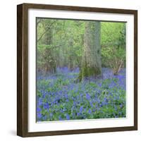 Bluebells in a Wood in England, United Kingdom, Europe-John Miller-Framed Photographic Print