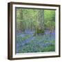 Bluebells in a Wood in England, United Kingdom, Europe-John Miller-Framed Photographic Print