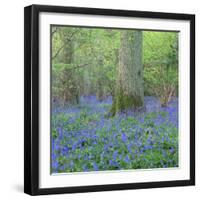 Bluebells in a Wood in England, United Kingdom, Europe-John Miller-Framed Photographic Print