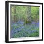 Bluebells in a Wood in England, United Kingdom, Europe-John Miller-Framed Photographic Print