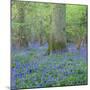 Bluebells in a Wood in England, United Kingdom, Europe-John Miller-Mounted Photographic Print