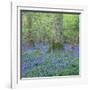 Bluebells in a Wood in England, United Kingdom, Europe-John Miller-Framed Photographic Print