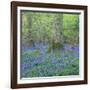 Bluebells in a Wood in England, United Kingdom, Europe-John Miller-Framed Photographic Print