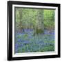 Bluebells in a Wood in England, United Kingdom, Europe-John Miller-Framed Photographic Print