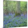 Bluebells in a Wood in England, United Kingdom, Europe-John Miller-Mounted Photographic Print