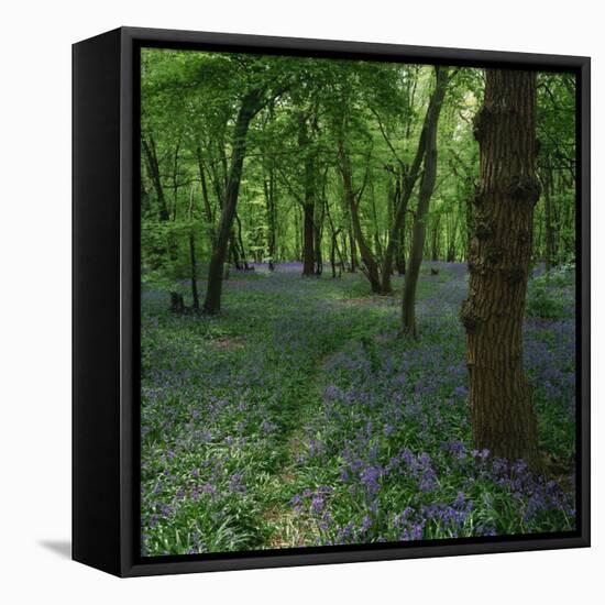 Bluebells in an Ancient Wood in Spring Time in the Essex Countryside, England, United Kingdom-Jeremy Bright-Framed Stretched Canvas