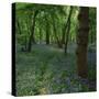 Bluebells in an Ancient Wood in Spring Time in the Essex Countryside, England, United Kingdom-Jeremy Bright-Stretched Canvas