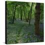 Bluebells in an Ancient Wood in Spring Time in the Essex Countryside, England, United Kingdom-Jeremy Bright-Stretched Canvas