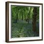 Bluebells in an Ancient Wood in Spring Time in the Essex Countryside, England, United Kingdom-Jeremy Bright-Framed Photographic Print