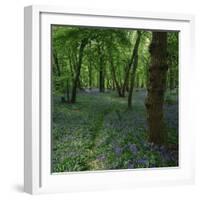 Bluebells in an Ancient Wood in Spring Time in the Essex Countryside, England, United Kingdom-Jeremy Bright-Framed Photographic Print