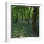 Bluebells in an Ancient Wood in Spring Time in the Essex Countryside, England, United Kingdom-Jeremy Bright-Framed Photographic Print