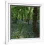 Bluebells in an Ancient Wood in Spring Time in the Essex Countryside, England, United Kingdom-Jeremy Bright-Framed Photographic Print