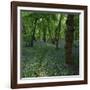 Bluebells in an Ancient Wood in Spring Time in the Essex Countryside, England, United Kingdom-Jeremy Bright-Framed Photographic Print