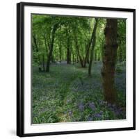 Bluebells in an Ancient Wood in Spring Time in the Essex Countryside, England, United Kingdom-Jeremy Bright-Framed Photographic Print