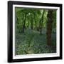 Bluebells in an Ancient Wood in Spring Time in the Essex Countryside, England, United Kingdom-Jeremy Bright-Framed Photographic Print