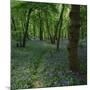 Bluebells in an Ancient Wood in Spring Time in the Essex Countryside, England, United Kingdom-Jeremy Bright-Mounted Photographic Print