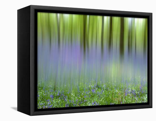 Bluebells in Beech Wood Abstract, Scotland, UK-Pete Cairns-Framed Stretched Canvas
