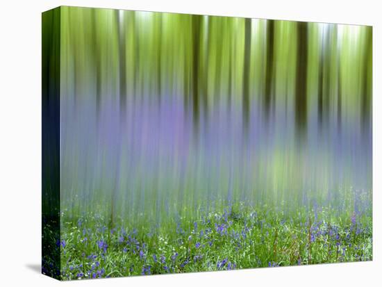 Bluebells in Beech Wood Abstract, Scotland, UK-Pete Cairns-Stretched Canvas