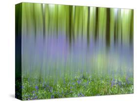 Bluebells in Beech Wood Abstract, Scotland, UK-Pete Cairns-Stretched Canvas