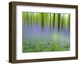 Bluebells in Beech Wood Abstract, Scotland, UK-Pete Cairns-Framed Premium Photographic Print