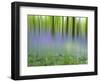 Bluebells in Beech Wood Abstract, Scotland, UK-Pete Cairns-Framed Premium Photographic Print