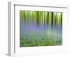 Bluebells in Beech Wood Abstract, Scotland, UK-Pete Cairns-Framed Premium Photographic Print