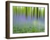 Bluebells in Beech Wood Abstract, Scotland, UK-Pete Cairns-Framed Photographic Print