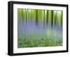 Bluebells in Beech Wood Abstract, Scotland, UK-Pete Cairns-Framed Photographic Print