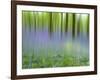 Bluebells in Beech Wood Abstract, Scotland, UK-Pete Cairns-Framed Photographic Print