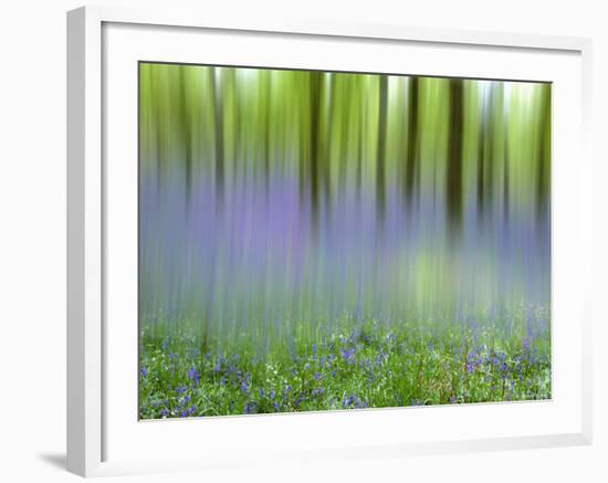 Bluebells in Beech Wood Abstract, Scotland, UK-Pete Cairns-Framed Photographic Print