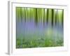 Bluebells in Beech Wood Abstract, Scotland, UK-Pete Cairns-Framed Photographic Print