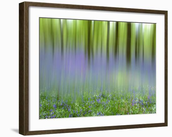 Bluebells in Beech Wood Abstract, Scotland, UK-Pete Cairns-Framed Photographic Print