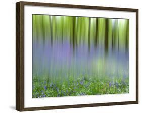 Bluebells in Beech Wood Abstract, Scotland, UK-Pete Cairns-Framed Photographic Print