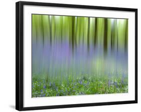 Bluebells in Beech Wood Abstract, Scotland, UK-Pete Cairns-Framed Photographic Print