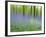 Bluebells in Beech Wood Abstract, Scotland, UK-Pete Cairns-Framed Photographic Print