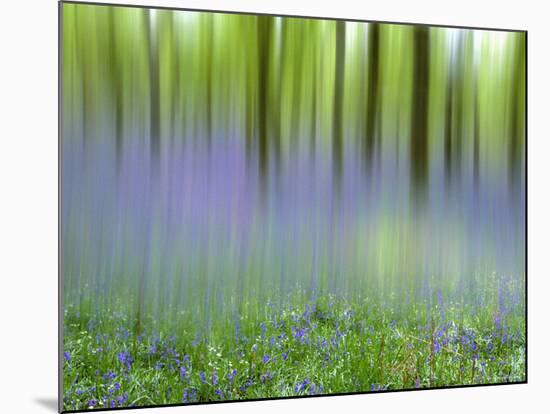 Bluebells in Beech Wood Abstract, Scotland, UK-Pete Cairns-Mounted Photographic Print