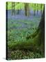 Bluebells in Beech Woodland, Buckinghamshire, England, UK, Europe-David Tipling-Stretched Canvas