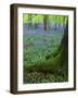 Bluebells in Beech Woodland, Buckinghamshire, England, UK, Europe-David Tipling-Framed Photographic Print