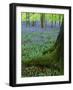 Bluebells in Beech Woodland, Buckinghamshire, England, UK, Europe-David Tipling-Framed Photographic Print