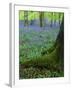 Bluebells in Beech Woodland, Buckinghamshire, England, UK, Europe-David Tipling-Framed Photographic Print