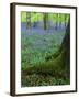 Bluebells in Beech Woodland, Buckinghamshire, England, UK, Europe-David Tipling-Framed Photographic Print