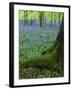 Bluebells in Beech Woodland, Buckinghamshire, England, UK, Europe-David Tipling-Framed Photographic Print