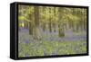 Bluebells in Beech Woodland-null-Framed Stretched Canvas