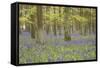 Bluebells in Beech Woodland-null-Framed Stretched Canvas